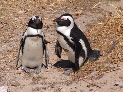 Two African Penguins side by side